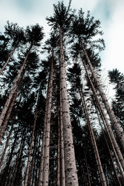 Photo verticale d'une forêt entourée de feuilles et de hautes tres sous un ciel nuageux