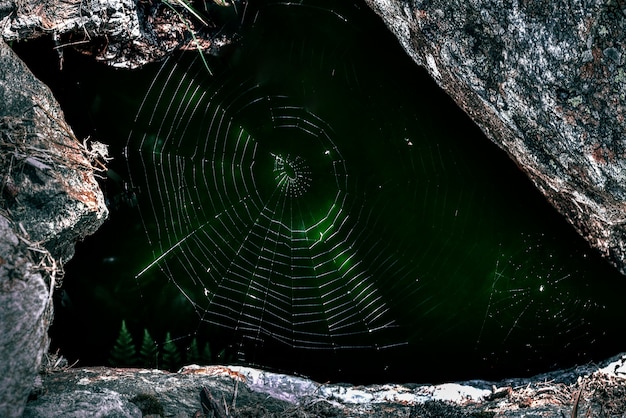 Photographie macro de la toile d'araignée