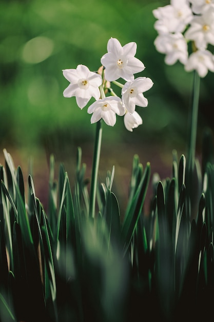 Photographie de mise au point sélective de fleurs aux pétales blancs