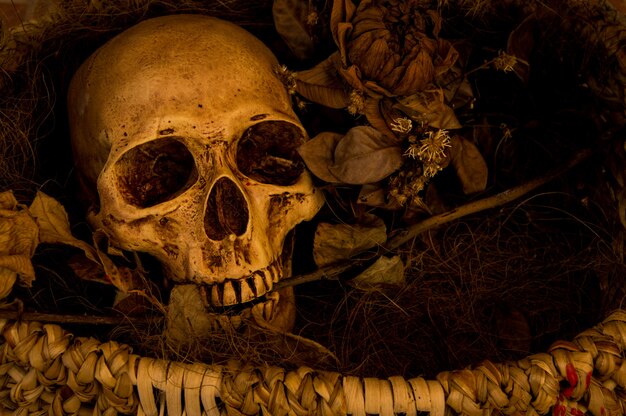 Photographie de la nature morte avec crâne humain