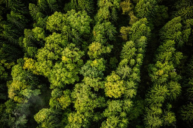 photographie de la nature vue du ciel