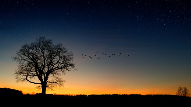 Photographie de silhouette d'arbres