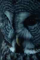 Photo gratuite photorealistic view of owl bird at night