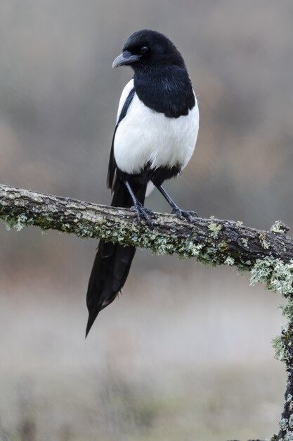 une pie bavarde posée sur une branche couverte de mousse