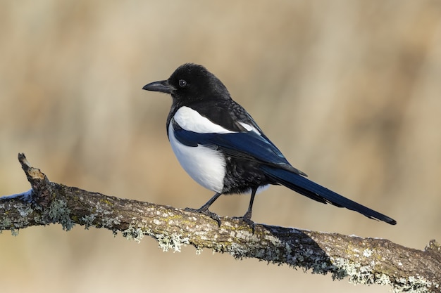 Pie commune assise sur une branche avec un arrière-plan flou