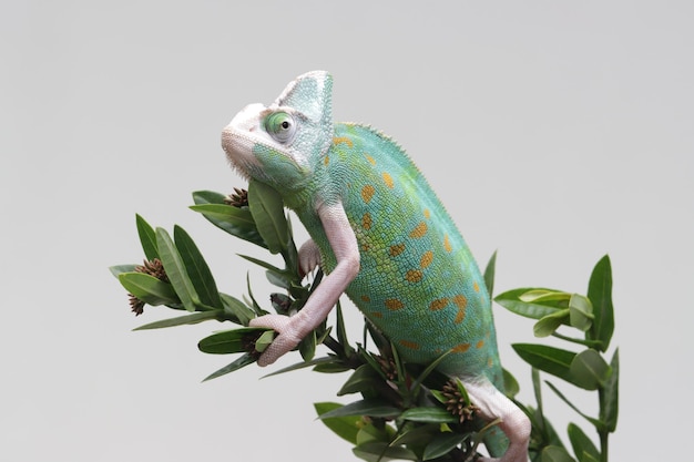 Pied Caméléon Voilé Femelle Gros Plan Sur Une Branche Pied Caméléon Voilé Gros Plan Sur Fond Gris