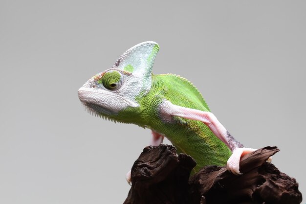 Pied femelle caméléon voilé juvénile sur branche Pied caméléon voilé gros plan femelle sur branche