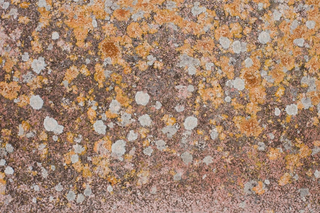 Pierre dans les taches de lichen