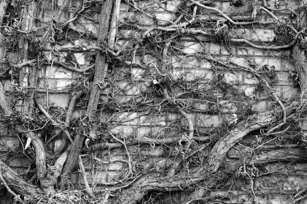 Pierres mur avec des branches sèches