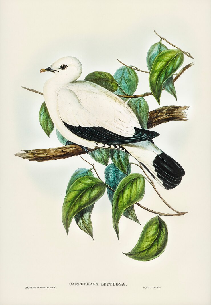 Photo gratuit pigeon fruitier du détroit de torres (carpophaga luctuosa) illustré par elizabeth gould