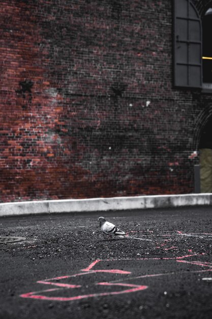 Photo gratuite pigeon gris sur une chaussée en béton gris