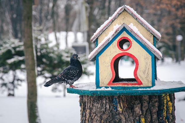 Pigeon près d'une mangeoire en bois lumineuse dans la forêt d'hiver