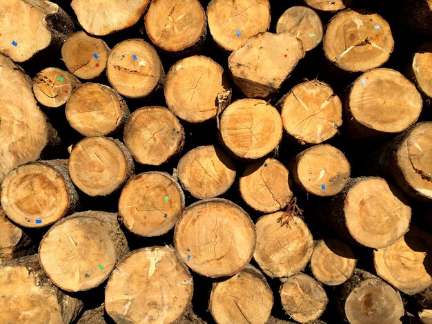 Pile de grumes de pin prêtes à être coupées en planches dans l'industrie de la transformation du bois