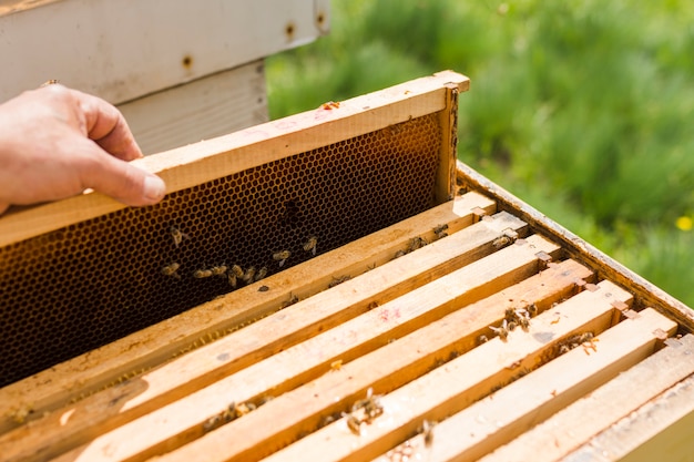 Pile de nid d&#39;abeilles de la ferme