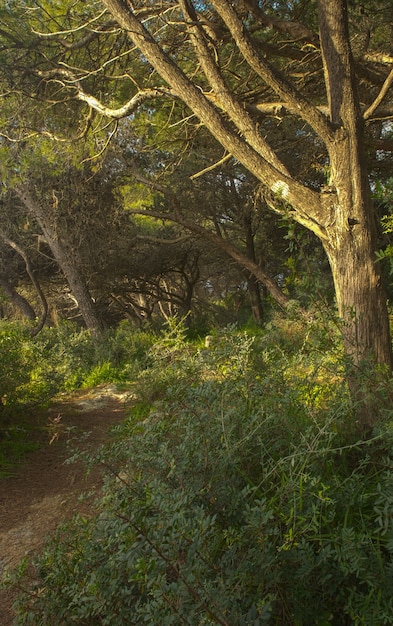 Photo gratuite pin d'alep pinus halepensis woodland