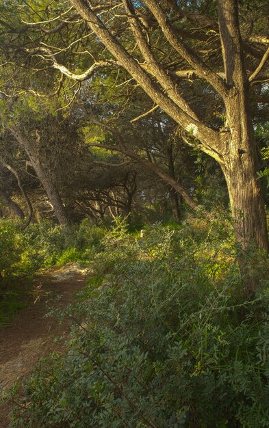 Pin d'Alep Pinus halepensis Woodland