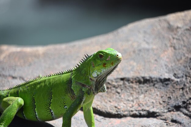 Épines acérées sur le dos d'un iguane vert au soleil