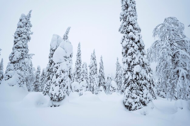 Épinettes couvertes de neige au parc national de Riisitunturi, Finlande