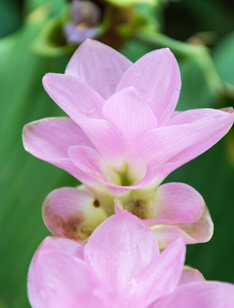 Pink Siam Tulip