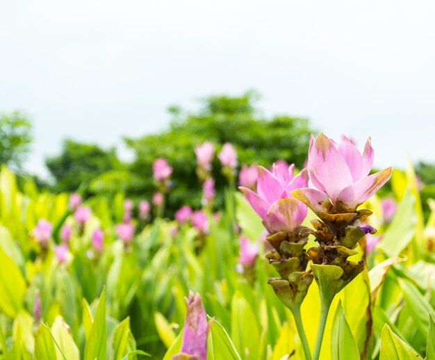 Pink Siam Tulip