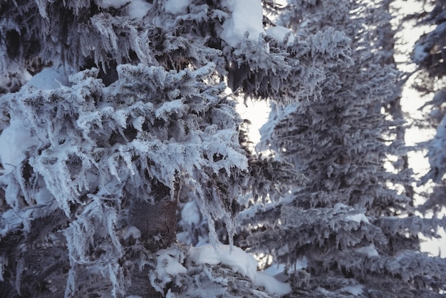 Pins couverts de neige sur la montagne alpine