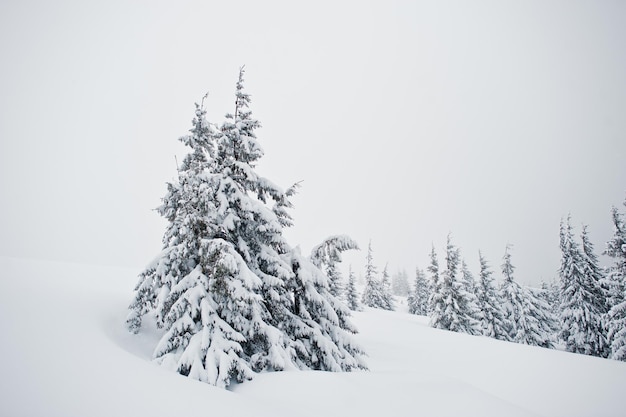 Pins couverts de neige sur la montagne Chomiak Beaux paysages d'hiver des montagnes des Carpates Ukraine Frost nature