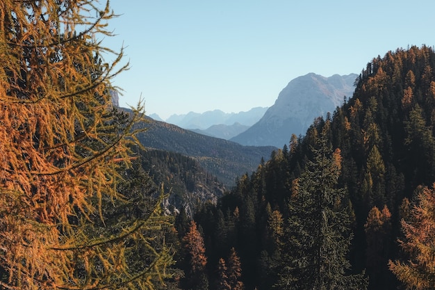 Pins sur la montagne sous un ciel bleu pendant la journée