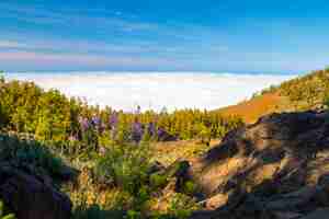 Photo gratuite pins et plantes des canaries, pinus canariensis dans le parc naturel de la corona forestal