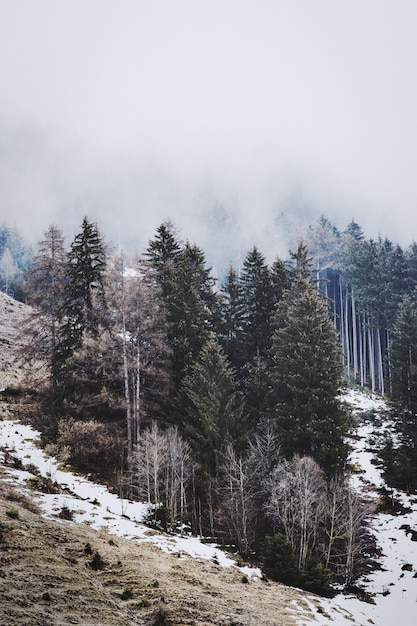 Pins verts sous un ciel blanc