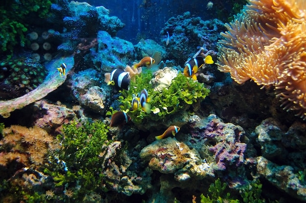 piscine de poisson