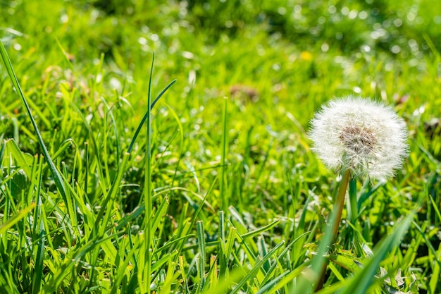 Pissenlit Commun Dans L'herbe Verte