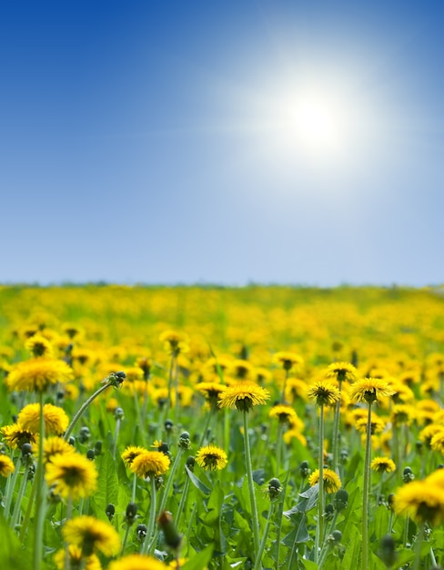 Pissenlits jaunes sous le ciel bly