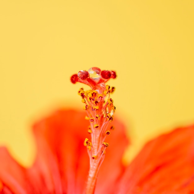 Pistil de gros plan avec de l&#39;eau