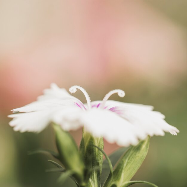 Pistils sur fleur blanche