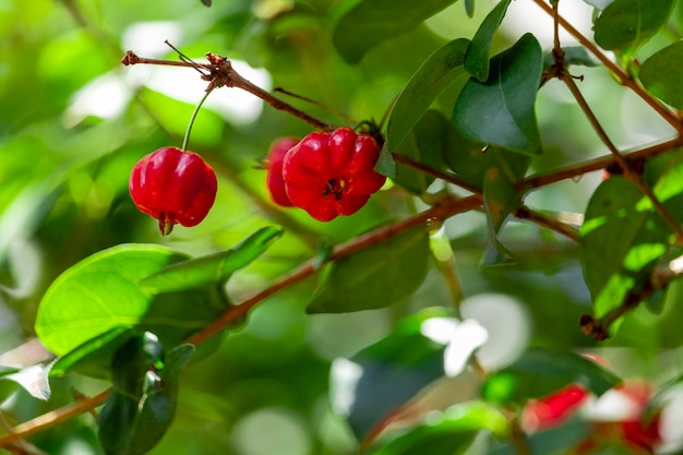 Le pitanga (eugenia uniflora) est le fruit du pitangueira, dicotylédone de la famille des mirtacées. il a la forme de boules charnues globuleuses, rouges, oranges, jaunes ou noires.