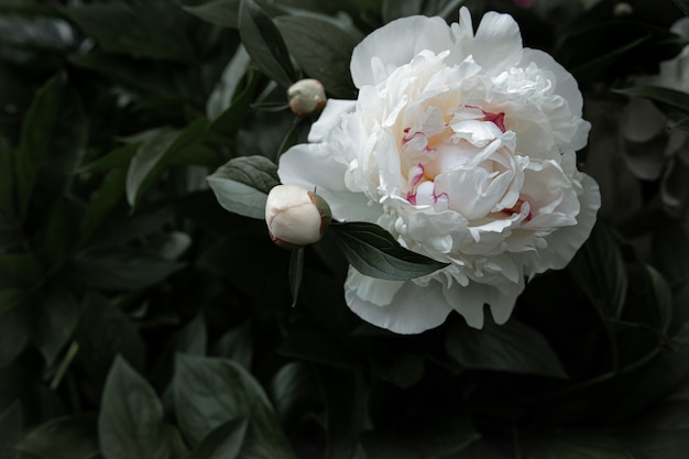 Pivoine blanche naturelle parmi l'espace de copie de feuilles