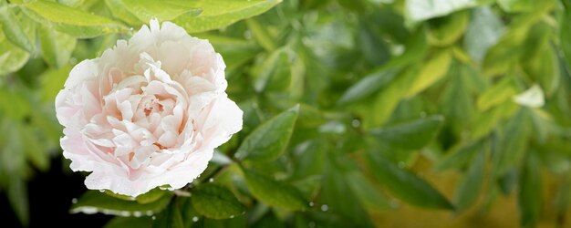 Pivoines fraîches dans le jardin