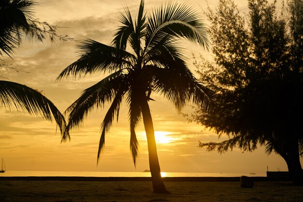 plage arbre ciel voyage vacances