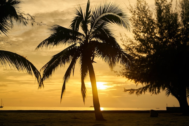 plage arbre ciel voyage vacances