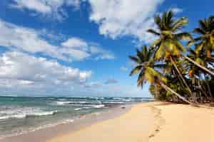 Photo gratuite plage des caraïbes avec palmiers et ciel bleu