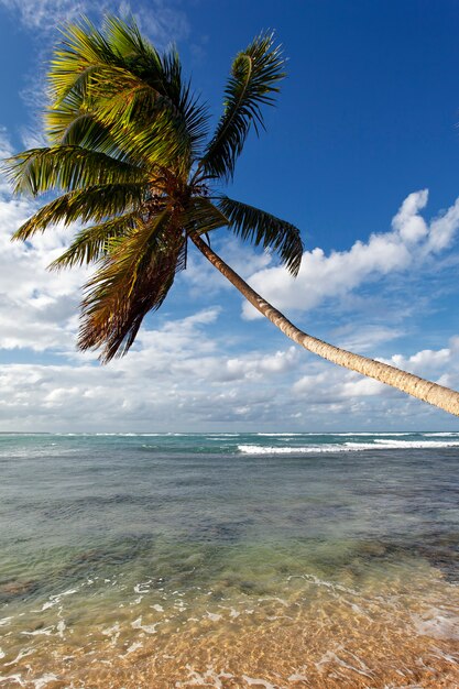 Plage des Caraïbes avec palmiers et ciel bleu