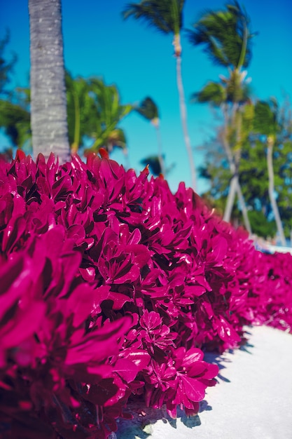 Plage d'été tropicale avec palmiers et buissons roses