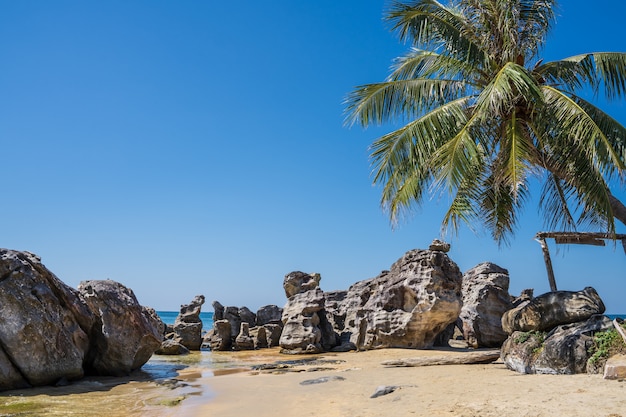 Plage avec rochers et palmier