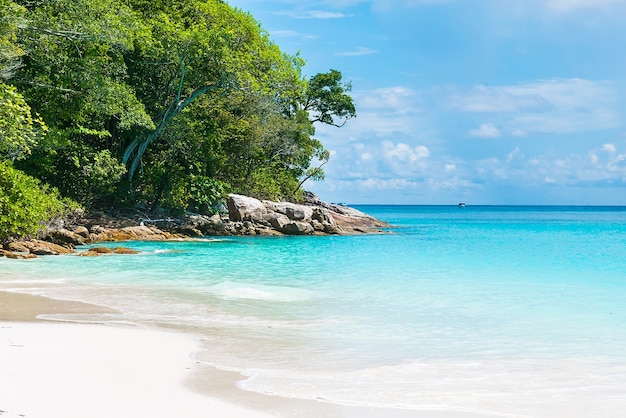 Plage de sable avec la mer calme et la végétation