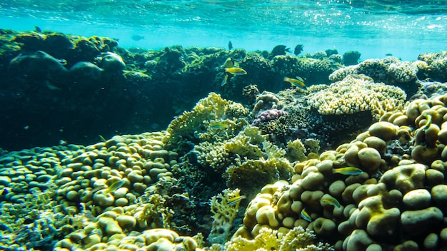 Plage sous-marine de la mer rouge. vie sous-marine en eau claire coraux poissons plancton