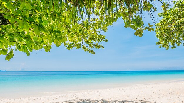 Plage tropicale