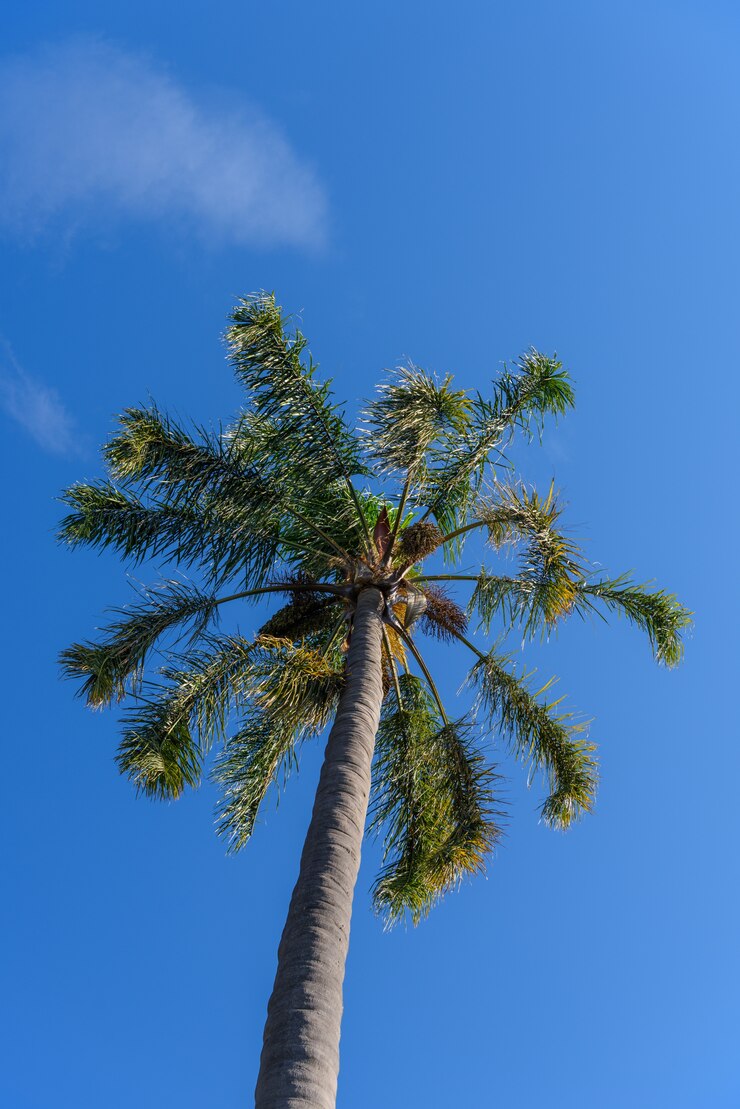 Photo gratuit plam sur fond de ciel bleu