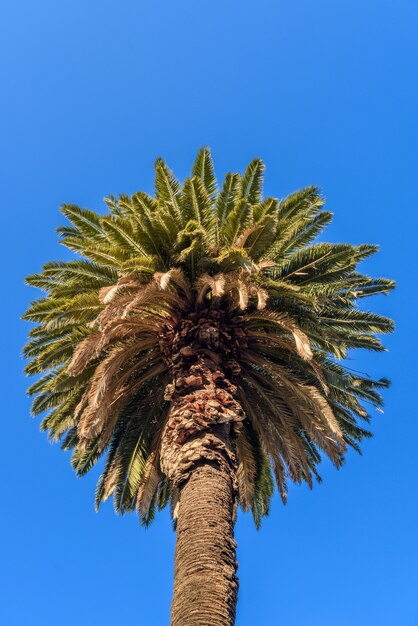 Plam sur fond de ciel bleu