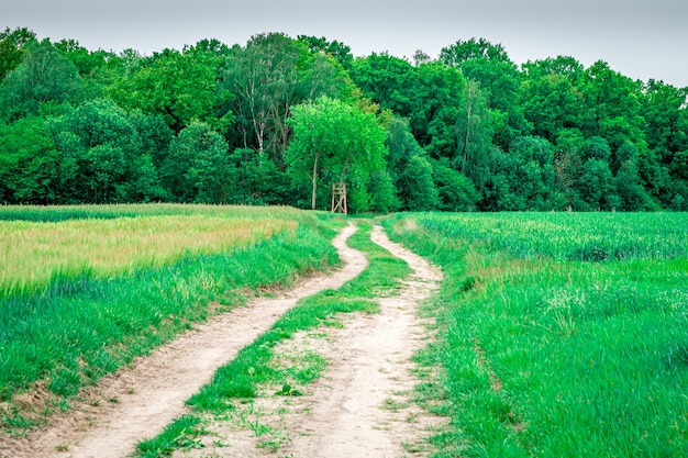 Plan d'une chaussée recouverte d'herbe et de divers types d'arbres