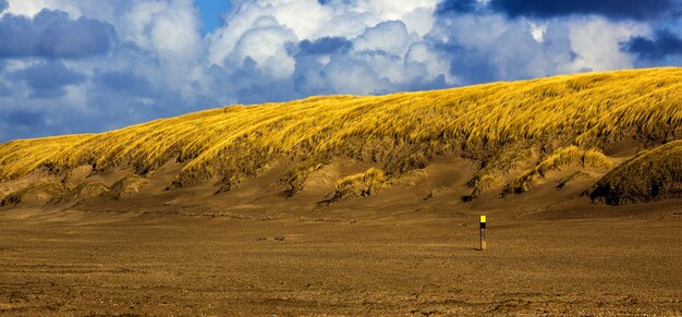 Plan grand angle de pailles de blé poussant sur une petite colline par temps nuageux